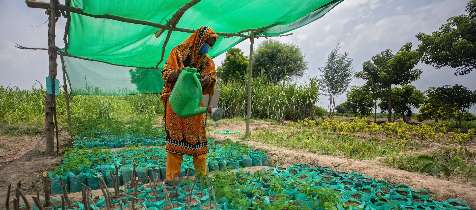 One of the demonstration plots at an Action Against Hunger Farmer Field School in Pakistan.