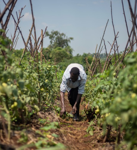 A man weeds in his fields.