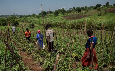 People work in their fields.
