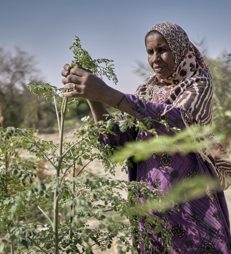 A woman cultivates her crops.